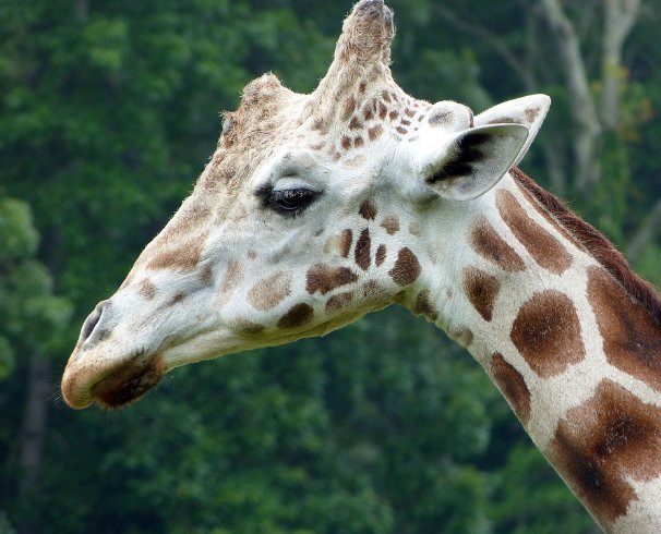 Giraffe Closeup